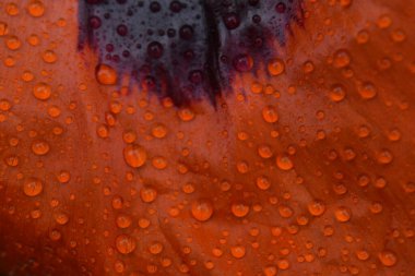 Yağmurdan sonra bir gelincik çiçeği, Sainte-Apolline, Quebec, Kanada