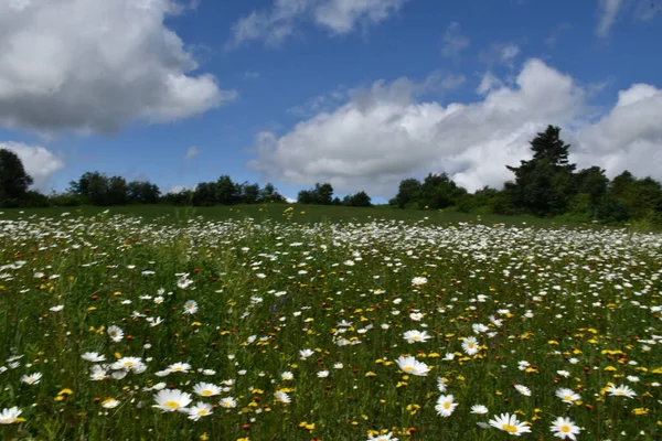 Mavi gökyüzünün altında açmakta olan bir alan, Sainte-Apolline, Quebec, Kanada