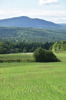 Baharda bir yulaf tarlası, Sainte-Apolline, Quebec, Kanada