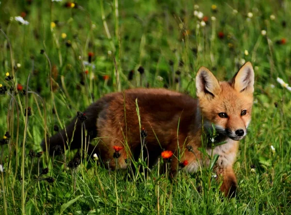 Zorro Joven Primavera Sainte Apolline Quebec Canadá — Foto de Stock