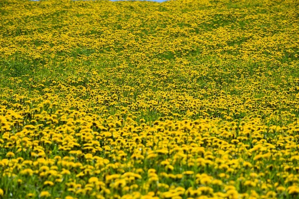 Field Dandelion Bloom Quebec Canada — Φωτογραφία Αρχείου