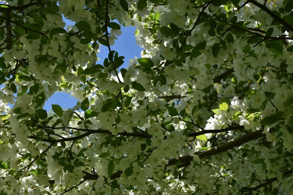 Baharda çiçek açan bir elma ağacı, Montmagny, Quebec, Kanada