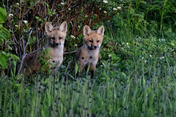 Young Foxes Spring Sainte Apolline Quebec Canada — Stockfoto
