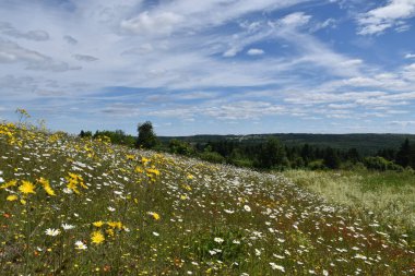 Bulutlu bir gökyüzünün altında açmakta olan bir alan, Sainte-Apolline, Quebec, Kanada