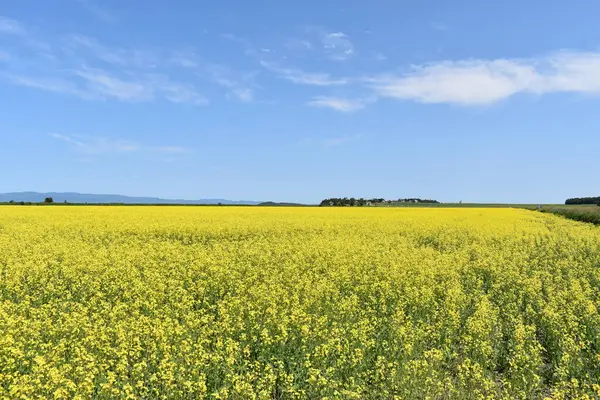 Mavi gökyüzünün altında bir kanola tarlası, Quebec, Kanada