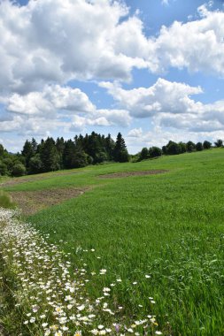 A field of oats in summer, Sainte-Apolline, Quebec, Canada