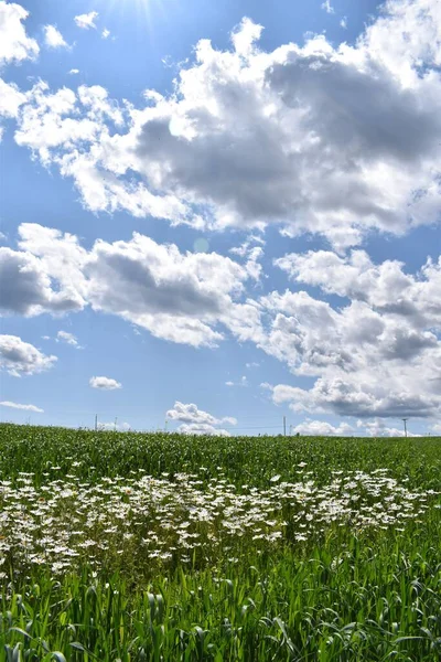 Field Oats Summer Sainte Apolline Quebec Canada —  Fotos de Stock