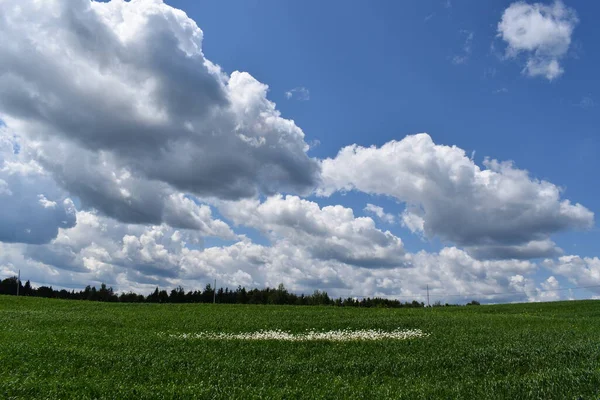 Field Oats Summer Sainte Apolline Quebec Canada —  Fotos de Stock