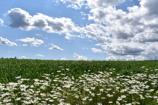 Field Oats Summer Sainte Apolline Quebec Canada — 스톡 사진