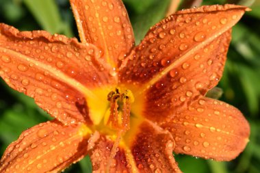 A lily flower after the rain, Sainte-Apolline, Quebec, Canada