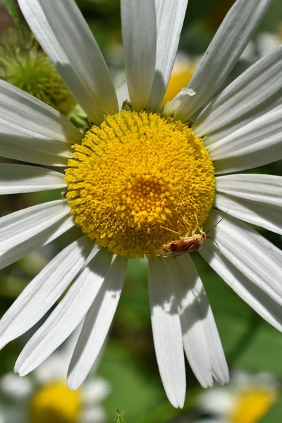 Insect Daisy Sainte Apolline Quebec Canada — Zdjęcie stockowe