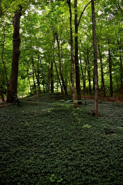 A trail in a deciduous forest, Montmagny, Quebec, Canada