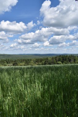Mavi gökyüzünün altında bir yulaf tarlası, Sainte-Apolline, Quebec, Kanada