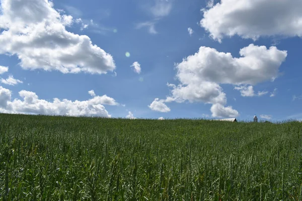 Campo Avena Bajo Cielo Azul Sainte Apolline Quebec Canadá —  Fotos de Stock