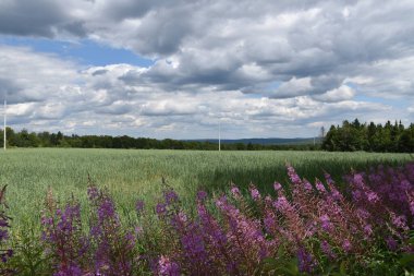 Bulutlu gökyüzünün altında bir yulaf tarlası, Sainte-Apolline, Quebec, Kanada