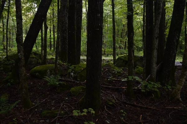 A forest after the rain, Sainte-Apolline, Quebec, Canada