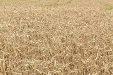 A wheat field at the end of summer, Quebec, Canada