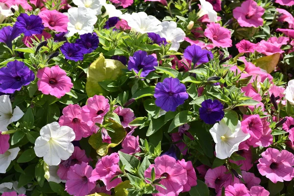 Bir petunya saksısı, Quebec, Kanada