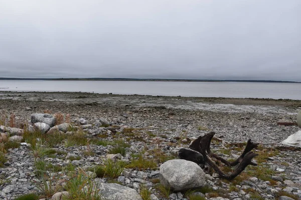 Une Tête Caribou Dans Baie James Québec Canada — Photo