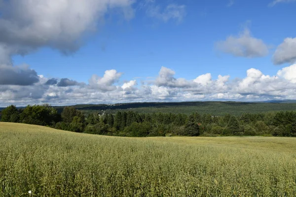 Bir yulaf tarlası Mavi bir gökyüzü, Sainte-Apolline, Quebec, Kanada