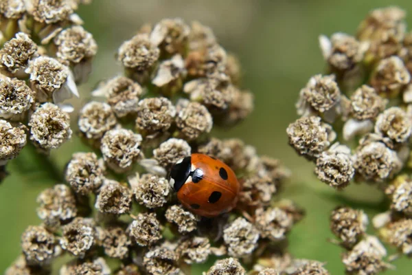 Bahçede bir uğur böceği, Sainte-Apolline, Quebec, Kanada