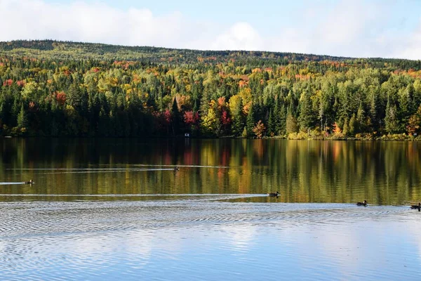 Réflexion Sur Lac Automne Sainte Apolline Québec Canada — Photo