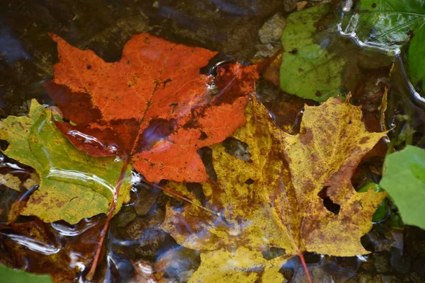 Foglie Albero Ruscello Sainte Apolline Quebec Canada — Foto Stock