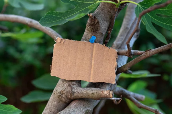 Blank Adhesive Note Pinned On Tree Branch For Business Promotion.