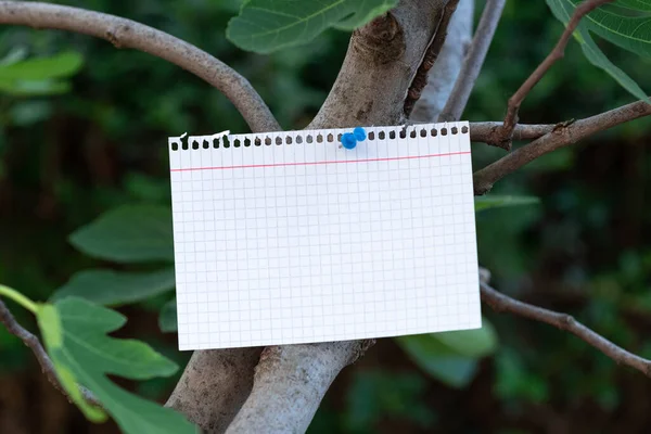 Notebook Sheet Pinned On Tree Branch For Business Promotion.