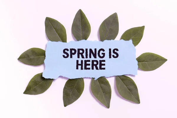 Handwriting Text Spring Here Business Showcase Winter Season Has Arrived — Stock Photo, Image