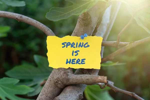 Writing Displaying Text Spring Here Word Written Winter Season Has — Stock Photo, Image