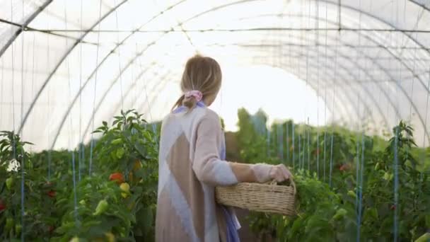 Γυναίκα αγρότης που εργάζεται στο θερμοκήπιο, το περπάτημα με καλάθι γεμάτο λαχανικά — Αρχείο Βίντεο