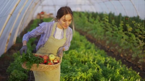 Agricultora feliz colhendo pimentas em estufa em uma cesta — Vídeo de Stock
