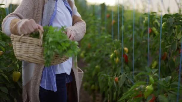 Mujer agricultora cosechando pimientos en invernadero, caminando con canasta — Vídeo de stock