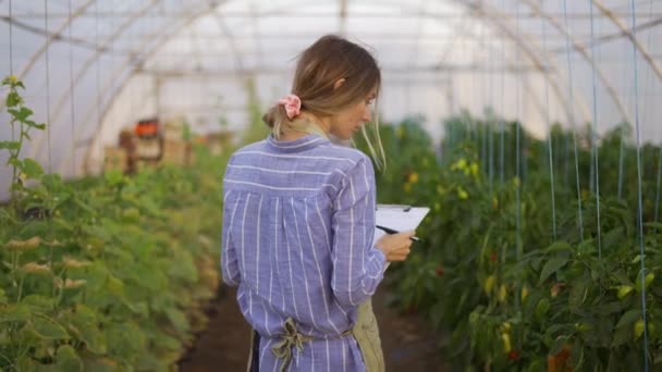 Νεαρή αγρότισσα σε θερμοκήπιο εσωτερικού χώρου, λογιστική χρήση tablet, οπίσθια όψη — Αρχείο Βίντεο