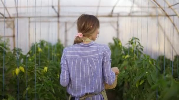 Mulher caminhando com cesta com legumes frescos colhidos em estufa, vista traseira — Vídeo de Stock