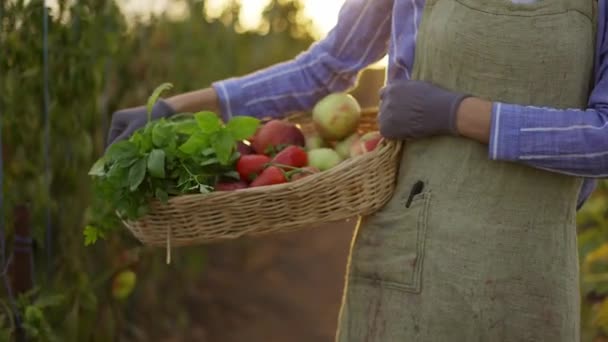 Vrouw met mand met verse geoogste groenten in kas — Stockvideo