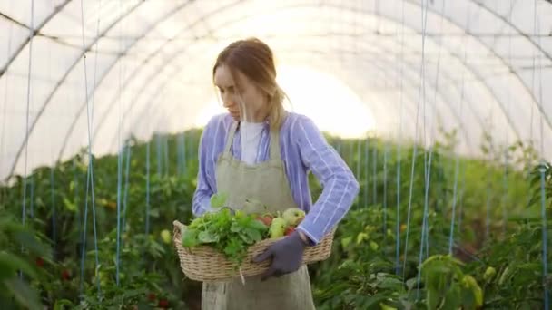 Γυναίκα αγρότης σε ποδιά συγκομιδή χόρτα στο θερμοκήπιο — Αρχείο Βίντεο