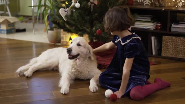 Flicka leker med glad golden retriever på bakgrunden av julgran — Stockvideo