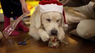 Tatlı Golden Retriever iştah açıcı bir şekilde yerde sakız çiğniyor.