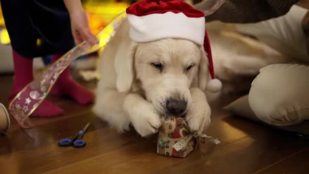 Χαριτωμένο golden retriever μασά ορεκτικά χριστουγεννιάτικο κουτί δώρου στο πάτωμα — Αρχείο Βίντεο