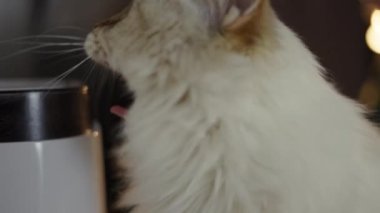 Beyaz tüylü kedi içeride esniyor.