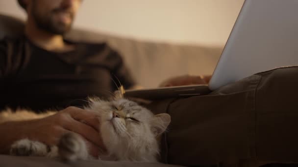 Ο άνθρωπος που χρησιμοποιεί φορητό υπολογιστή, ενώ κάθεται στον καναπέ με μια γάτα — Αρχείο Βίντεο