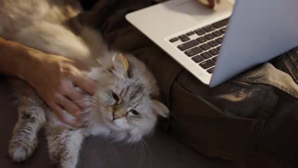 Man using laptop and petting a cat. Relaxed cat lying on sofa — Stock Video
