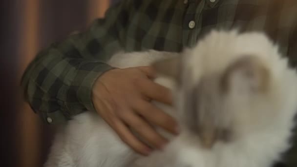Ботан в очках гладит кошку в помещении — стоковое видео