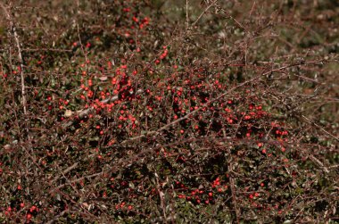Ağaçtaki kırmızı meyveler
