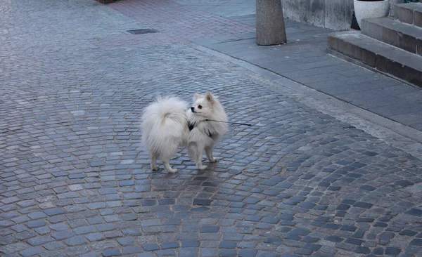 Собака Породы White Spitz Гуляет Городской Улице Крупным Планом — стоковое фото