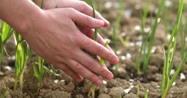Yeşil bir bitki tutan bir kadının ellerine yaklaş.