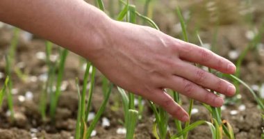 Çiftçinin eli yeşil bir bitki tutuyor. 