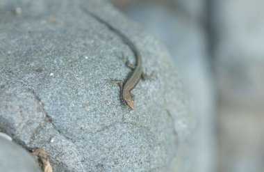Kertenkelenin kayalıklarda yatarken yakın plan çekimi. 